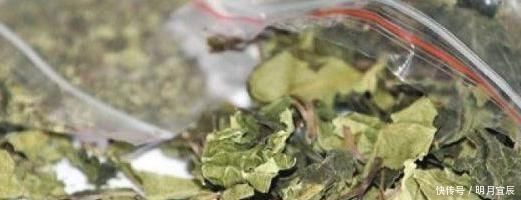  这种植物是醒脑圣药，但却也是“新型罂粟”，很多人竟然当蔬菜吃