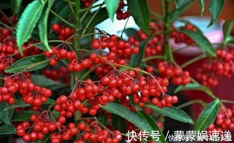 档次|4种花养家里，美成了花园，名字好听，开更美，开花漂亮上档次！