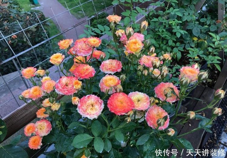 5种花被称为开花王,开花勤还爱爆盆,美极了