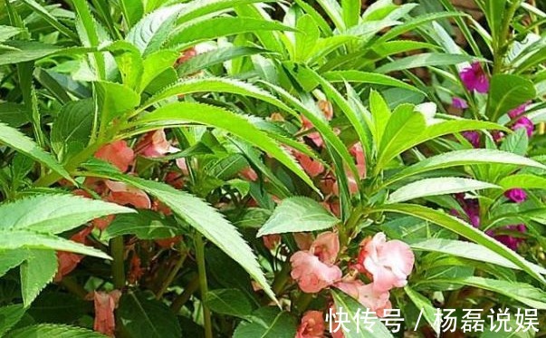 风湿|专家路边的野花,能祛风湿,解毒,活血止痛,远离妇科疾病