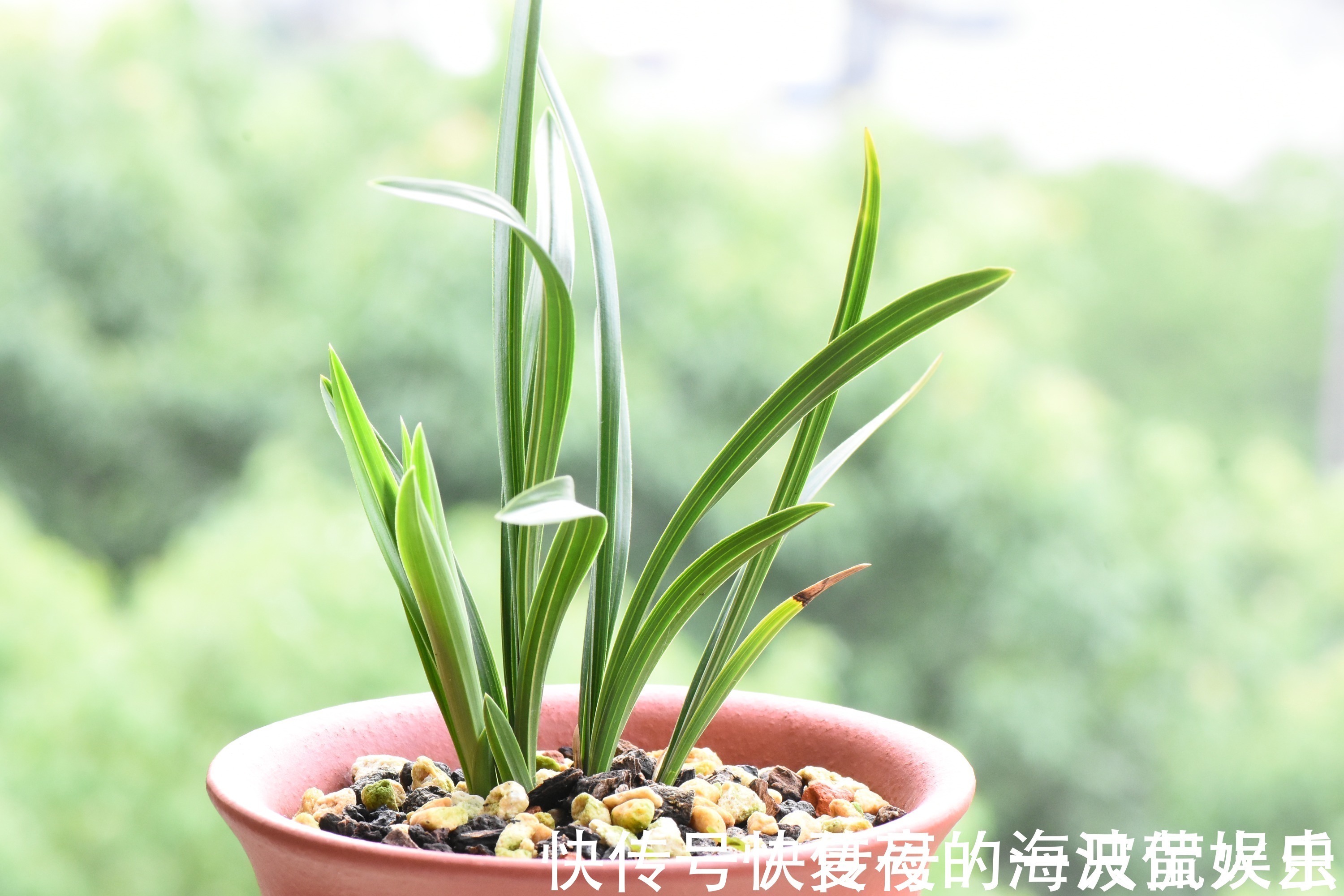 老农|种植兰花用浅盆好还是用深盆好十年兰花老农给出了答案