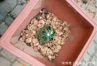 这玩意1分钱不值,垫在花盆底,养啥花都旺,蹭蹭长爆盆