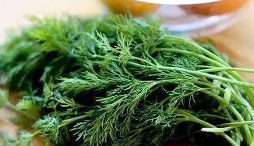 没事吃点茴香,5个好处登门拜访,不爱吃的朋友可惜了!