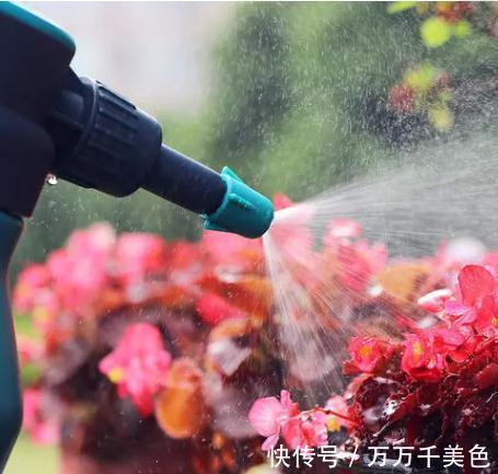偏方|醋，蚊香，这些养花偏方，到底有没有效果
