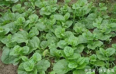 牛奶|含钙量不输牛奶,嫩叶口感清脆爽口,俗称“豆腐菜”,吃过吗?