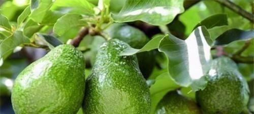 糖水果|女性到了中年常吃3种食物,补充营养,延缓衰老,增强抵抗力