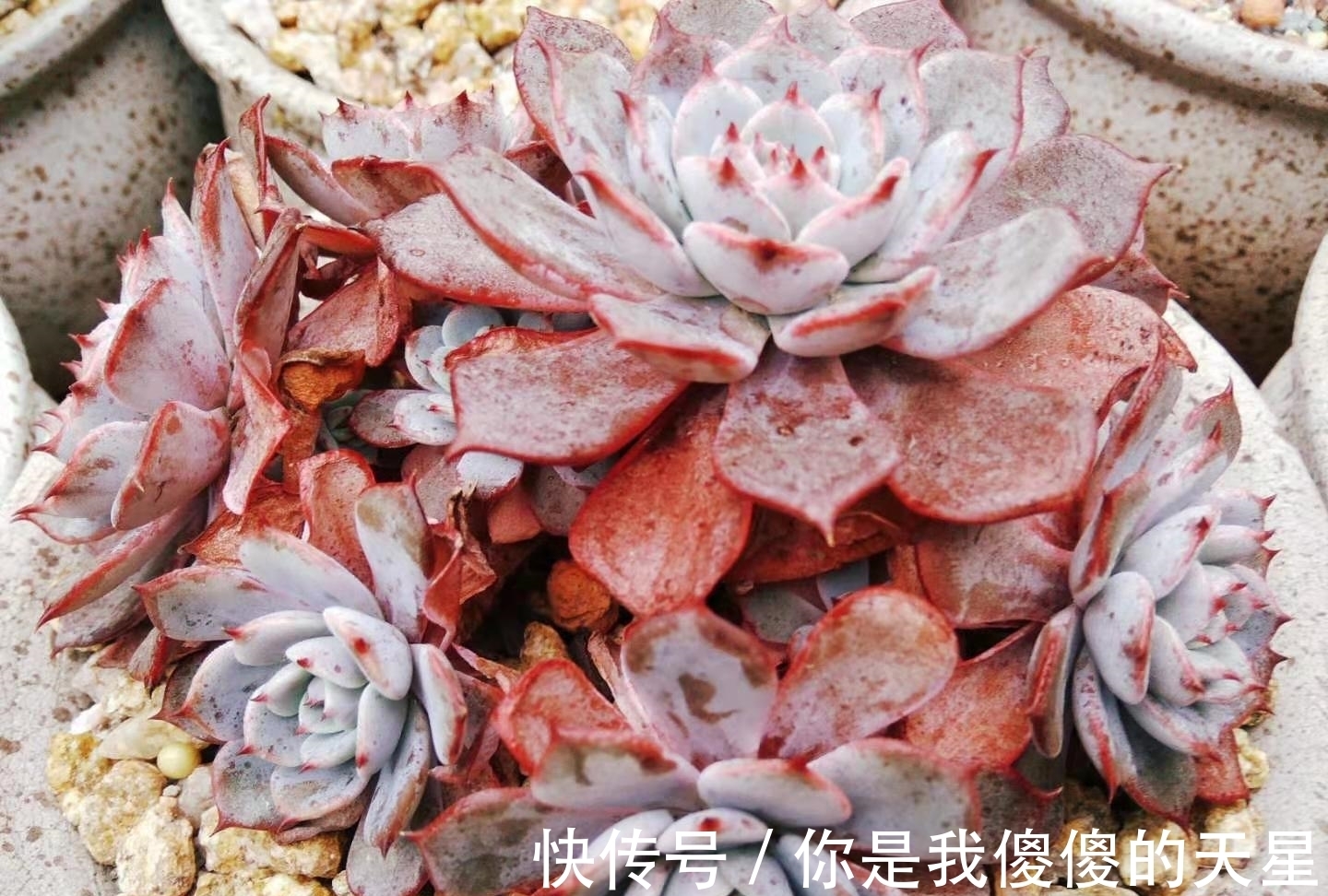 东云|放在楼顶的多肉虽有轻微冻伤,但问题不大,目前依然还在坚持露养