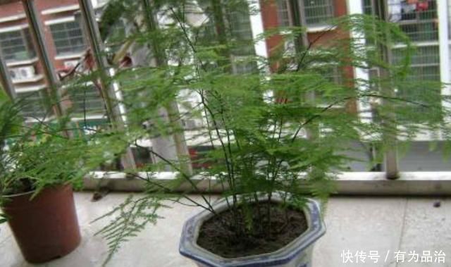 文竹有“四怕”，避开“它”，叶绿根壮，生机勃勃