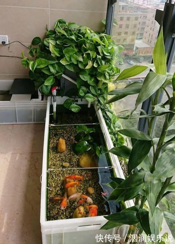水桶|养此5种花，夏季就像“水桶”，浇水越多、长得越旺
