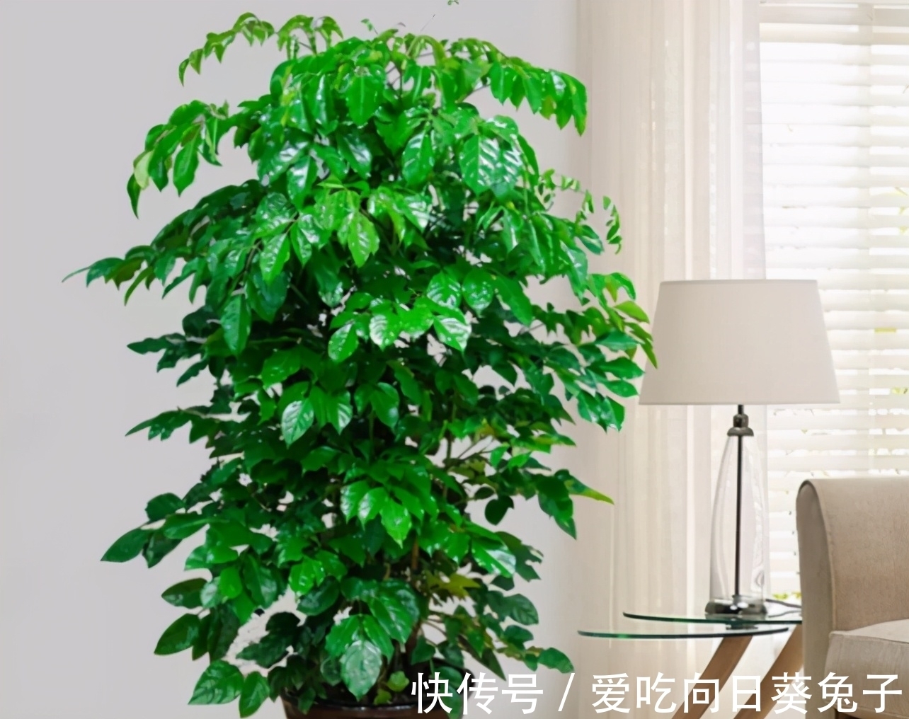 幸福树冬季哗哗掉叶子,从这3点入手,找到原因救治,蹭蹭长新叶