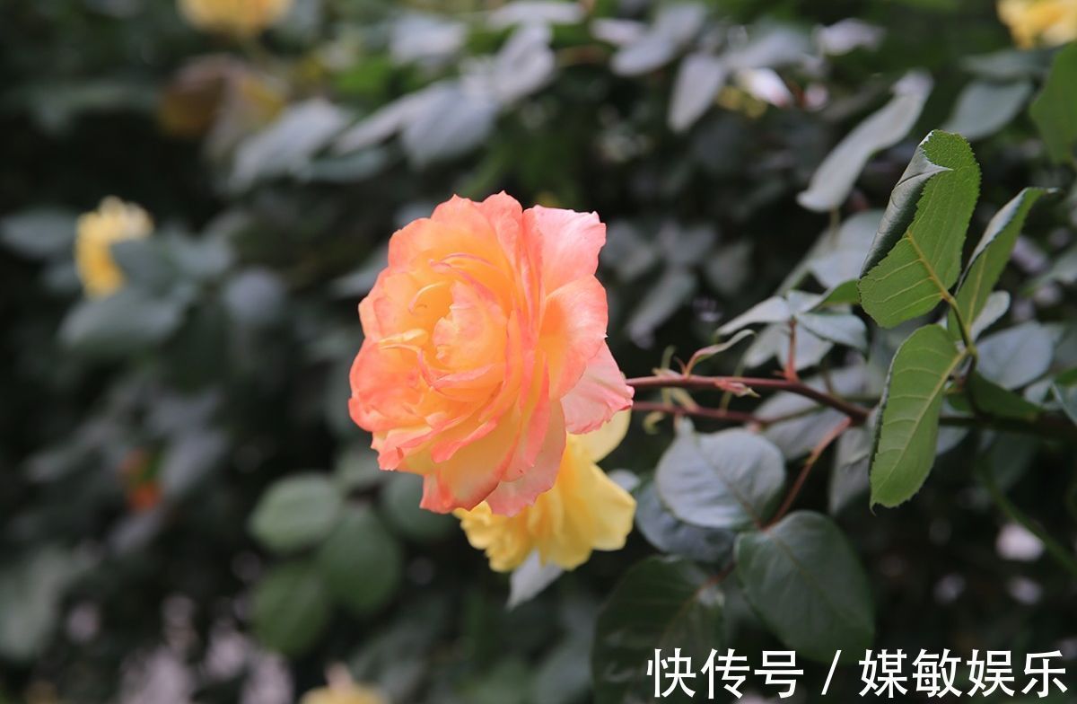 月季花的花苞多而担心开不了花3点养护月季开花大而不掉花苞