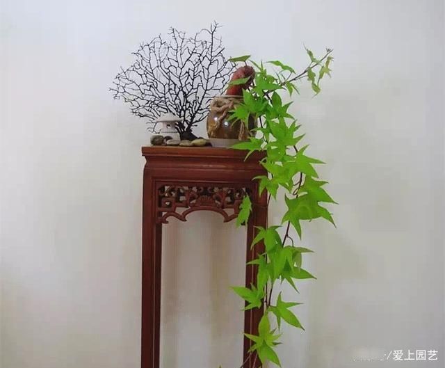  因为美味而被人忽视了美貌，说说那些令人惊艳的菜花