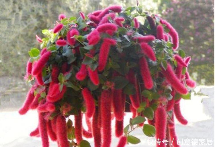 叶片|常见的八种花离开地面养,开花成瀑布,迅速长爆盆,十分出众