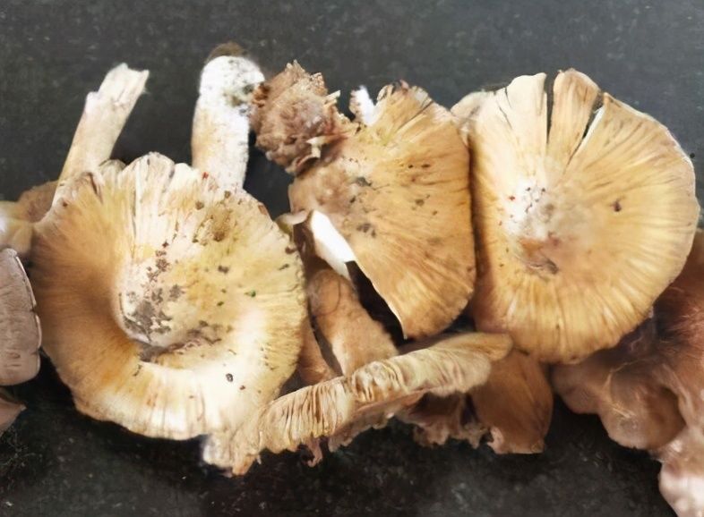  何清洗|鲜嫩的蘑菇味道鲜美，但是不好清洗，掌握方法是关键