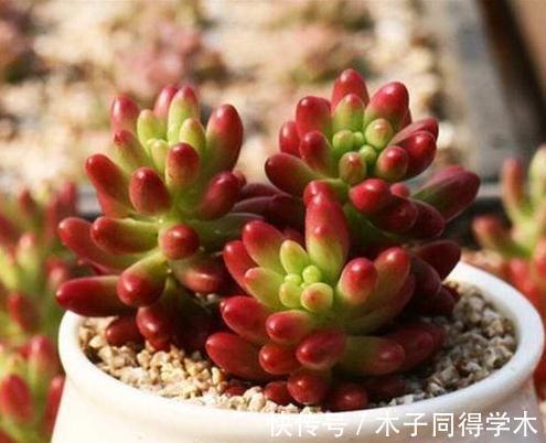 你见过最萌的植物都长什么样，此几种萌得不得了，快瞧瞧吧