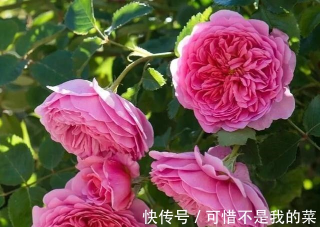 奥斯汀|推荐15种欧月月季任你选，开花最多、花量最大，超美！
