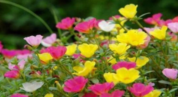 1种花“了不起”,今天扦插,明天就生根,好养漂亮,比牡丹还美