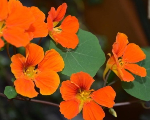 花朵|4款不怕热的花,放在阳台一晒,开花一茬接一茬,轻松爆成花海