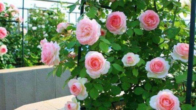 现在快买4种花,好养又漂亮,花姿妖娆,美极了