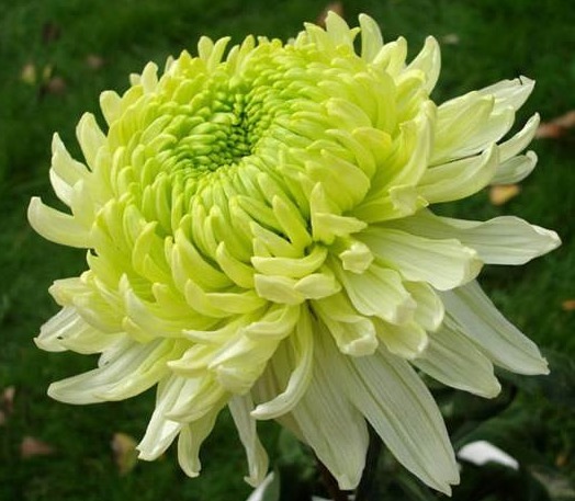 养菊花就养“它”，花大色艳，堪比牡丹，好养易活胜绿萝，值了