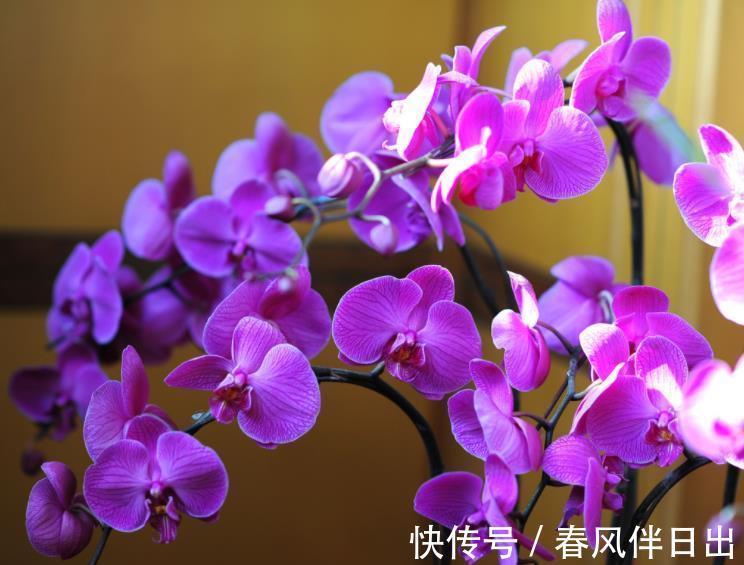 花友|公认难养的3种花,老花匠都不敢轻易入手,新手花友要慎养