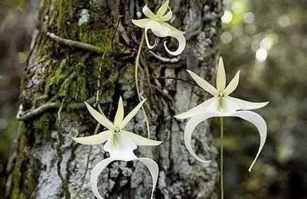 植物|全球最贵的花，一株价值上百万，你曾经见过吗