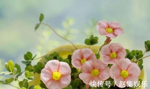 养花是一种生活乐趣，5种易开花的花卉，一年四季花开不断！