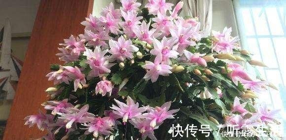 3种“便宜花”这样养一养，一年变“老桩”，开花千朵还“镇宅”