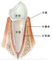 牙线|全国爱牙日丨牙线会撑大牙缝吗？