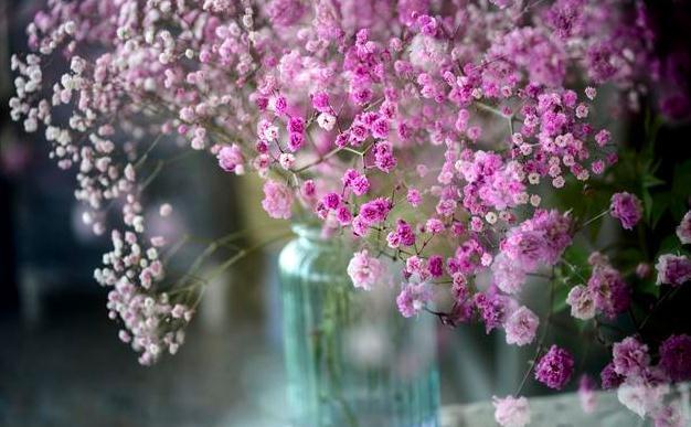 适合懒人种植的6种易爆盆花卉，一定要养一盆，简单爆成大花球