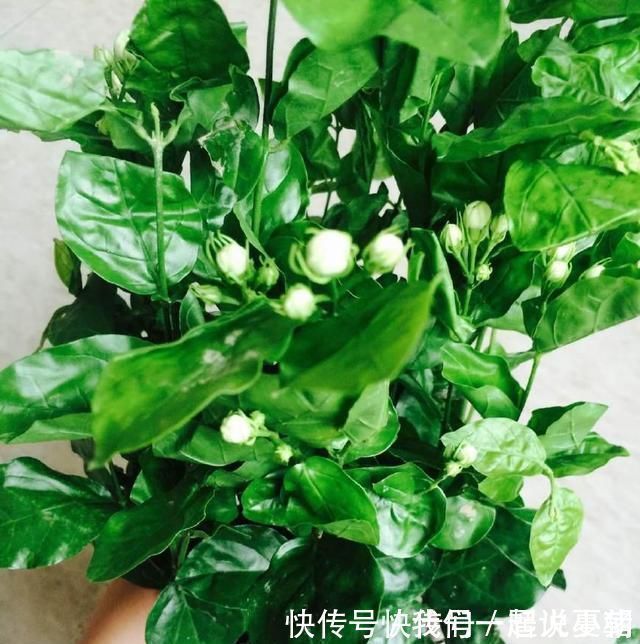 诀窍|养茉莉花,只用了一个小诀窍,花开的又多又香,太赞了