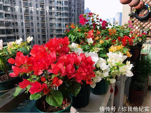 满树|给我一个院子,我一定养好多三角梅,四季繁花满树!