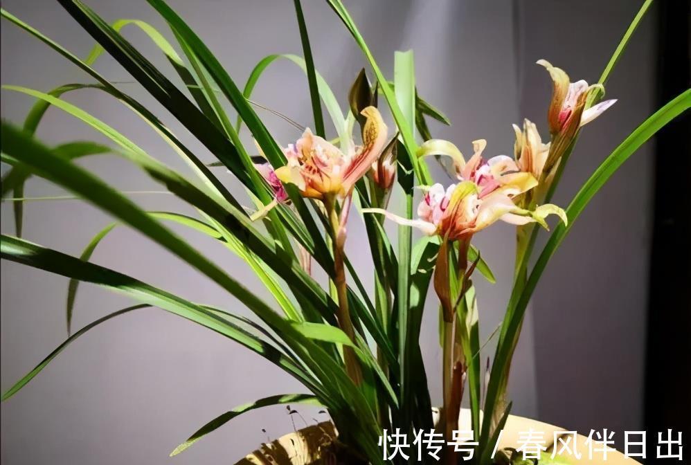 盆期|第一次养兰花长不好?放弃还是继续,看看老花匠怎么说