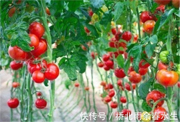 这几种菜的生长离不开农药，吃的时候要注意！