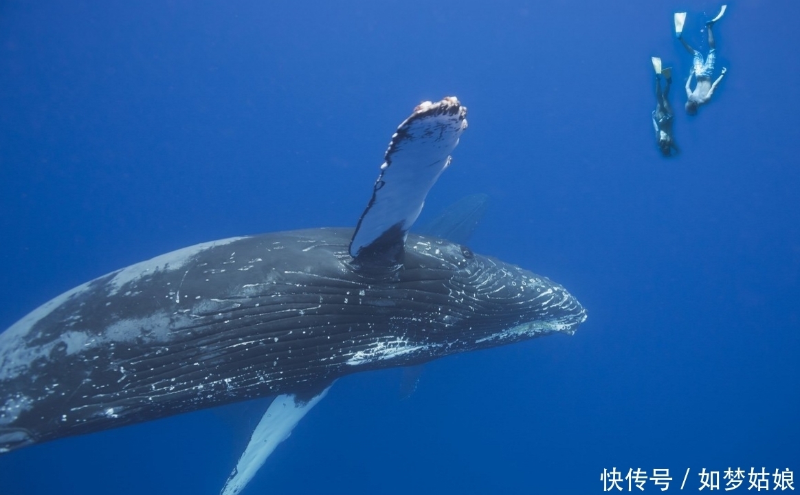近距离 暖海实拍座头鲸 我们一起近距离接触它们
