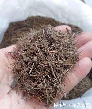 板结|养花土壤“硬邦邦”,撒把“干肥”,瞬间变“肥沃”,养啥花都旺