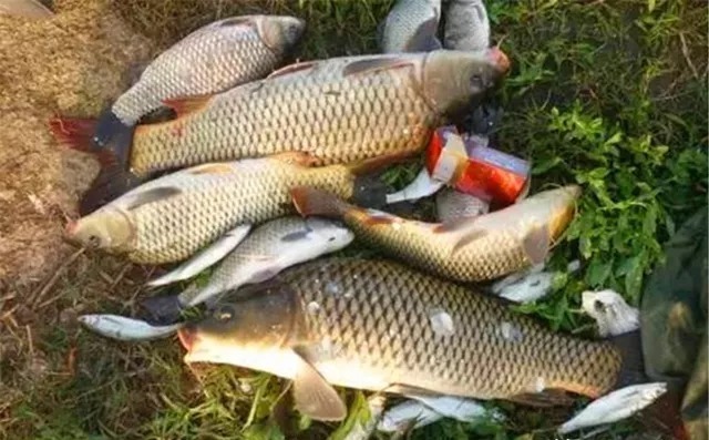 秋季是钓鱼的黄金季节，其中这两种天气，更爱上鱼