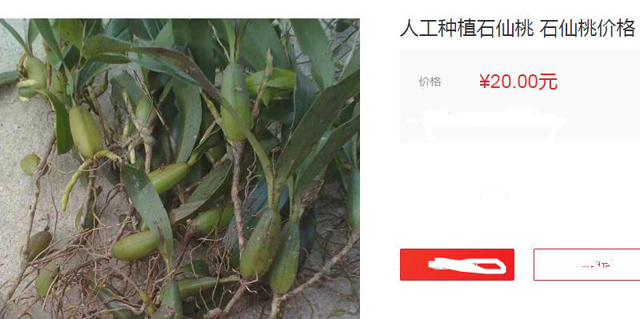 种植|石头上生长的野果,100元一斤可用来煲汤,野外遇到就赚到了