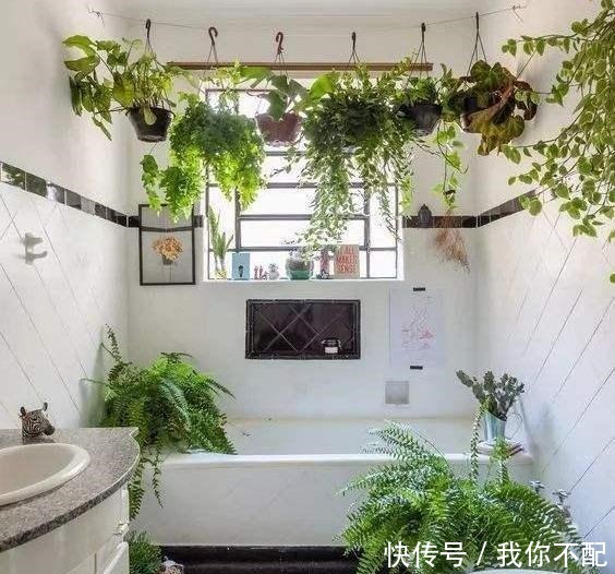 卫生间养这几盆花,味道立马不一样,家里空气好,厕所变成绿森林!