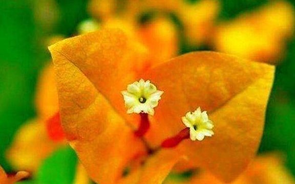 黄金万两|喜欢三角梅,不如养盆“精品”柠檬黄三角梅,金光灿灿,开花爆盆