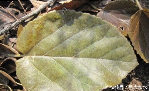 止咳|它是“天然降压剂”,每天泡水喝一杯,降压又降火,还能有效止咳