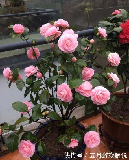 冬天|3种“长寿花”,能养几十年,越养越值钱,开成花树真喜庆