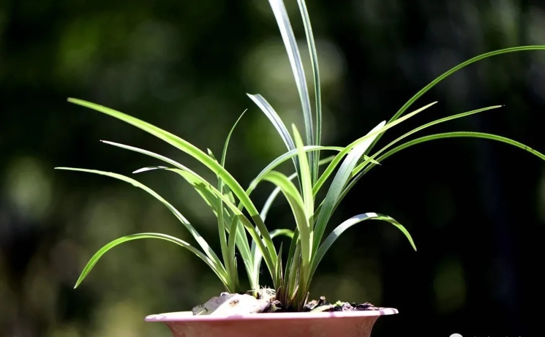 兰花海底芽|兰花海底芽,不是非剪不可的,两个技巧养成壮苗