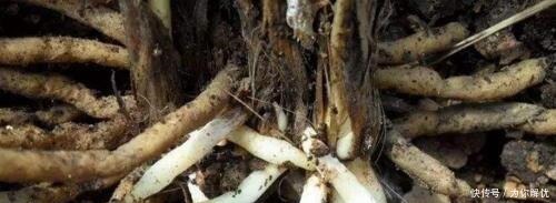 花箭|君子兰“离不开”2种水,1年换着“浇”,冒“白根”、开花多!