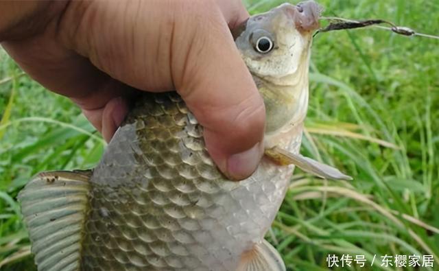  季节|野钓鲫鱼，夏秋季节抓顶漂，冬季多抓顿口，这是为什么呢？