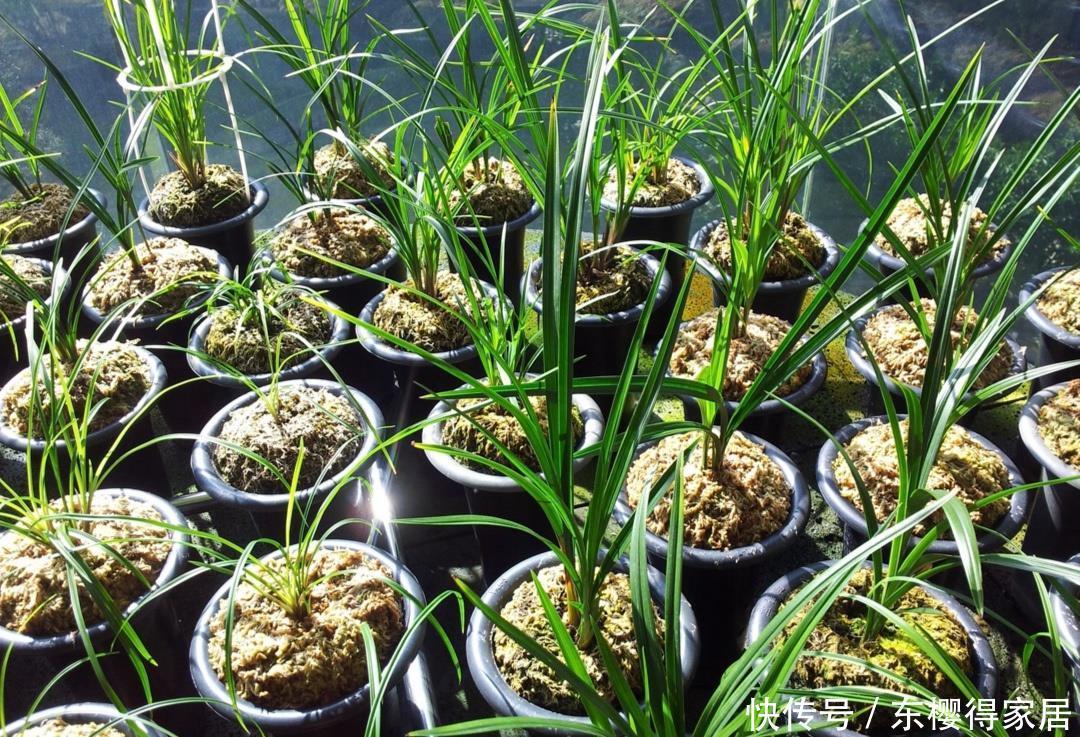 新手养兰花,搞清楚三个问题,少走五年弯路