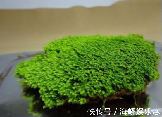 青苔|到墙脚挖点青苔做盆栽,没想到养出了微景观,太漂亮了