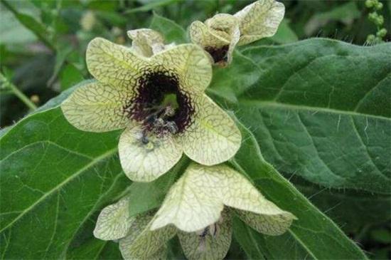 世界上十大最妖娆最毒的花,你喜欢的花在其中吗?