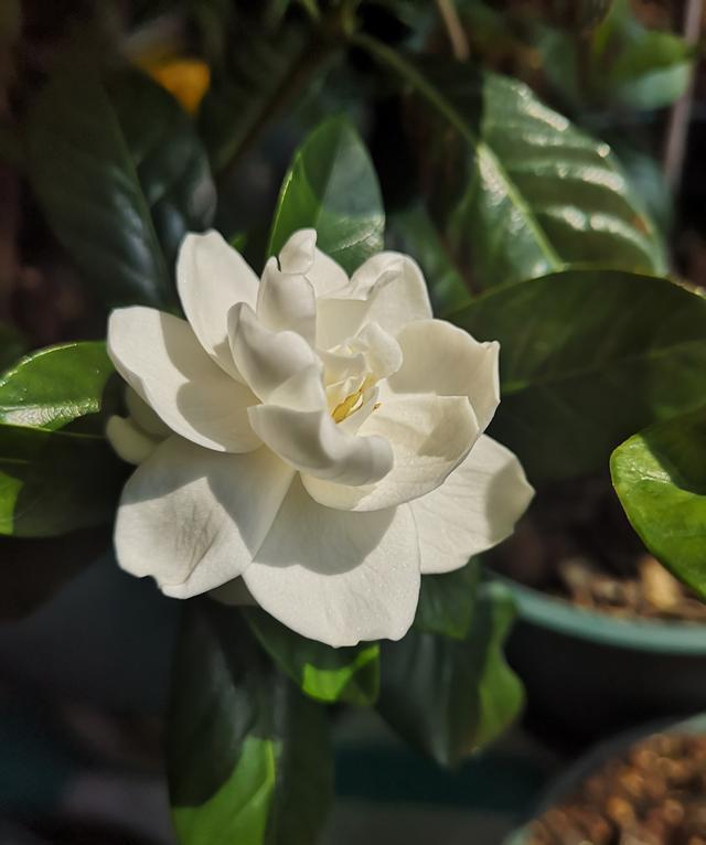 一木|栀子花怎么养?园艺师告诉你,这可能是关于栀子花,最全面的攻略