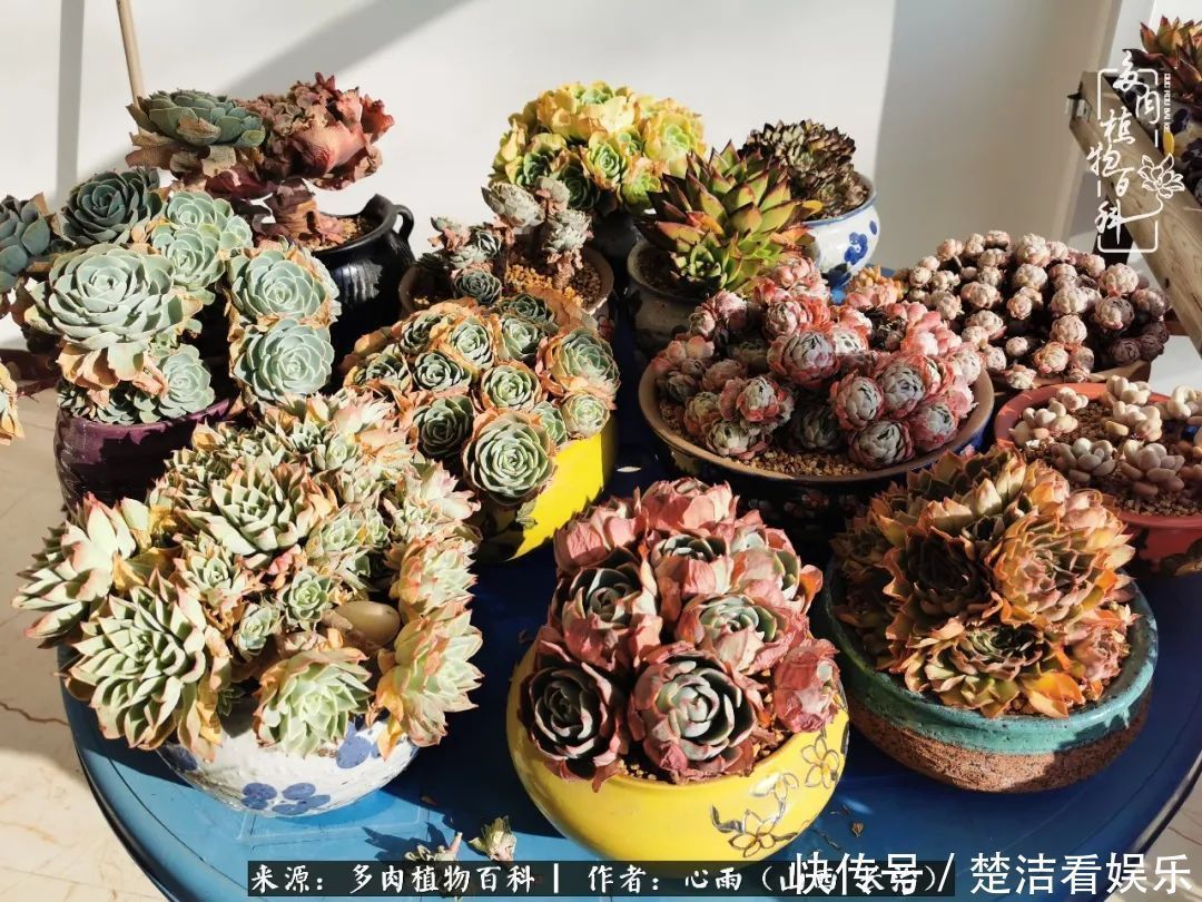 事物|懂得珍惜的人,才值得拥有更多美好的事物!养多肉也是如此!